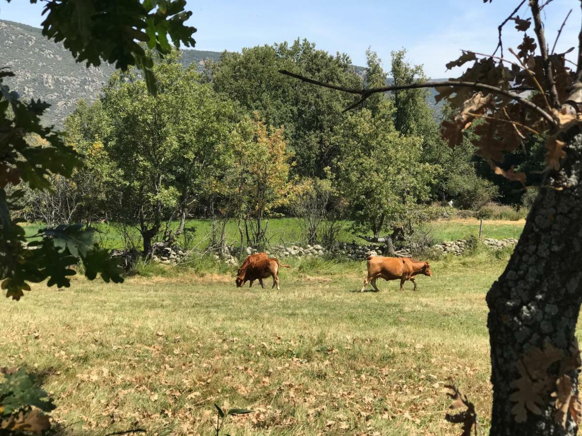 בית הארחה Navasequilla 	Casa Sierra De Gredos מראה חיצוני תמונה